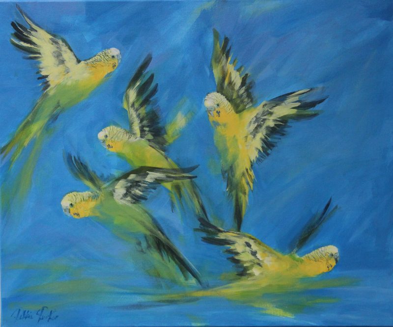 Budgerigars