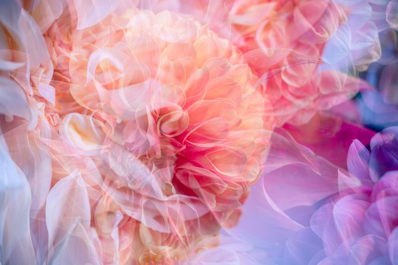 Dreamy Dahlia’s   “Garden of Love” series – Ltd Ed Print