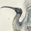 Sydney Artist Leni Kae Closeup Flight Of The Ibis 56x76cm 