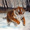 Tiger In Snow