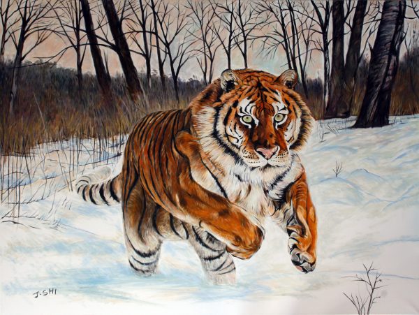 Tiger In Snow