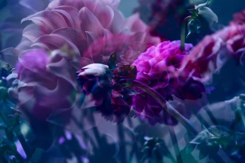 Field of Dahlia’s – Garden of Love series – Ltd Ed Print