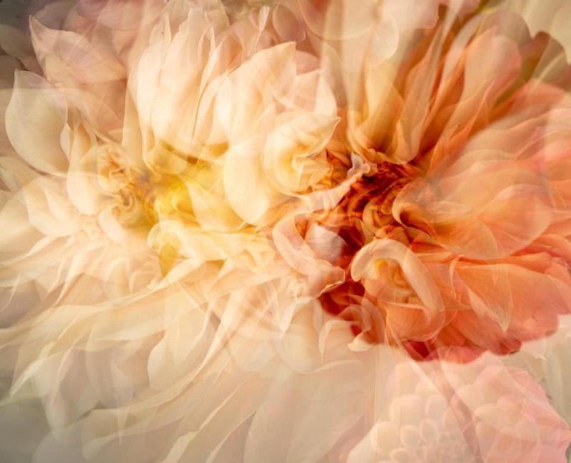 Delicate Dahlia – Garden of Love series – Ltd Ed Print