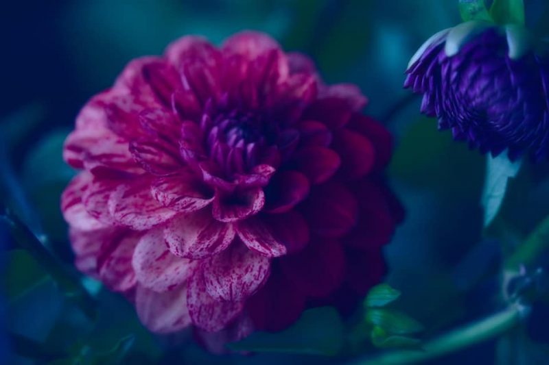 Dreamy Dahlia – Garden of Love series – Ltd Ed Print
