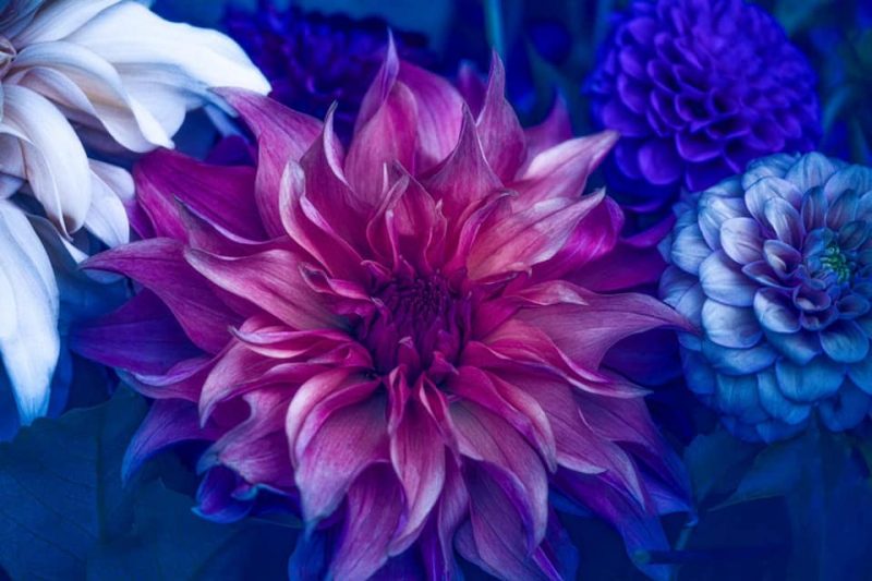 Midnight Dahlia – Garden of Love series – Ltd Ed Print