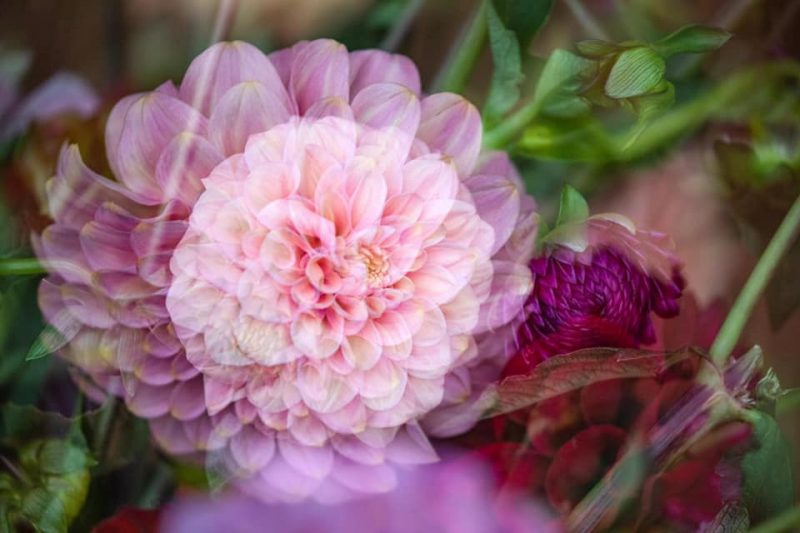 True Love Dahlia – Garden of Love series – Ltd Ed Print