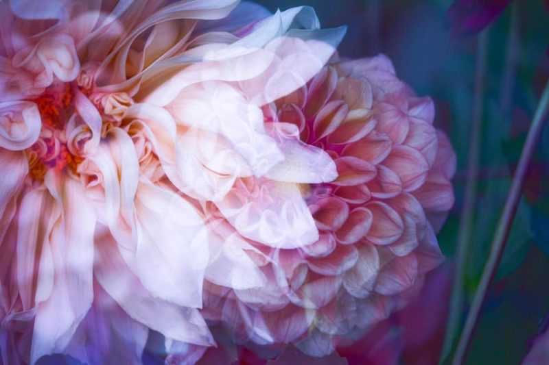 Autumn Garden Dahlia – Garden of Love series – Ltd Ed Print