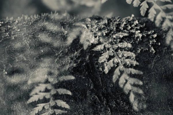 175292078 10158512150902885 2938166810865064714 N