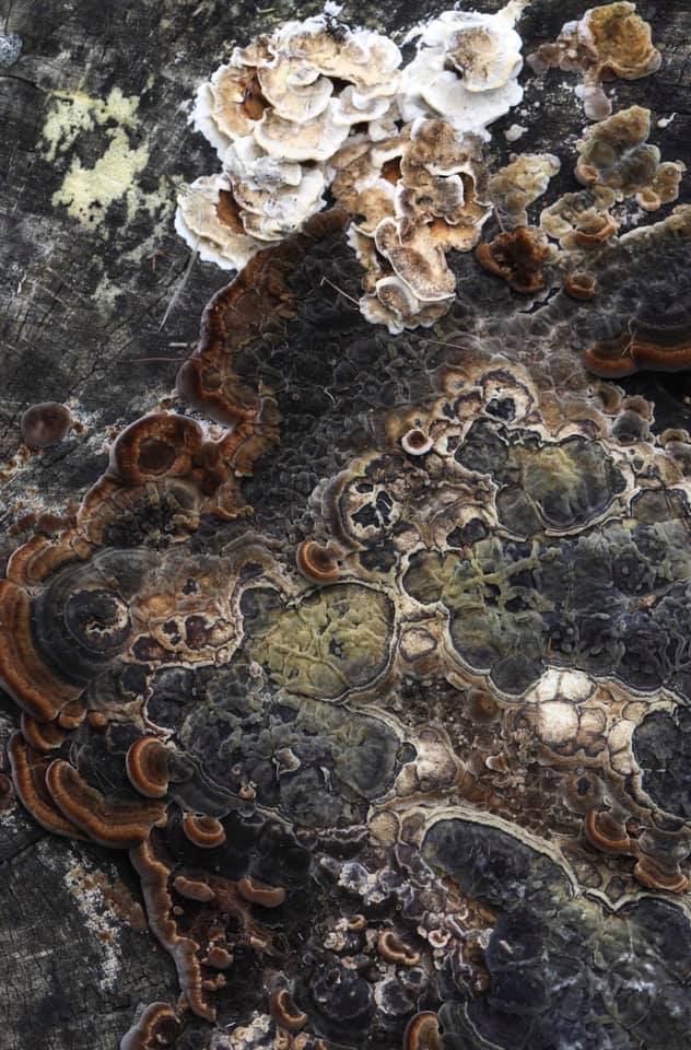 The Kingdom – Love Thy Nature series – Ltd Ed Print