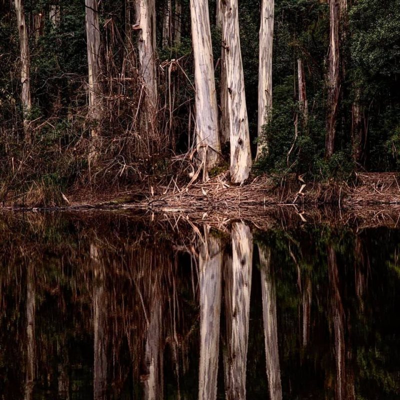 Silent Lake – Love Thy Nature series – Ltd Ed Print