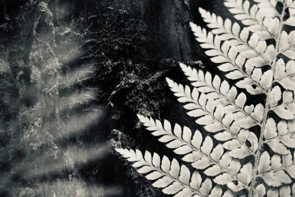 175533909 10158512149982885 4632184195664191482 N