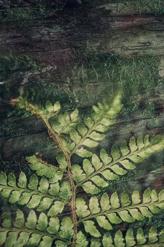 Fern Whispers – Love Thy Nature series – Ltd Ed Print