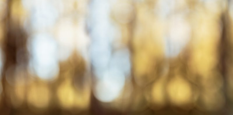 Afternoon Light Through the Trees  Ltd Ed Print