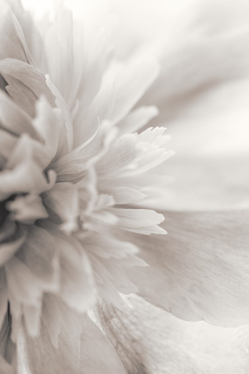 Always — Ltd Ed Print