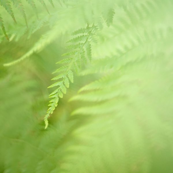 Fern Frond
