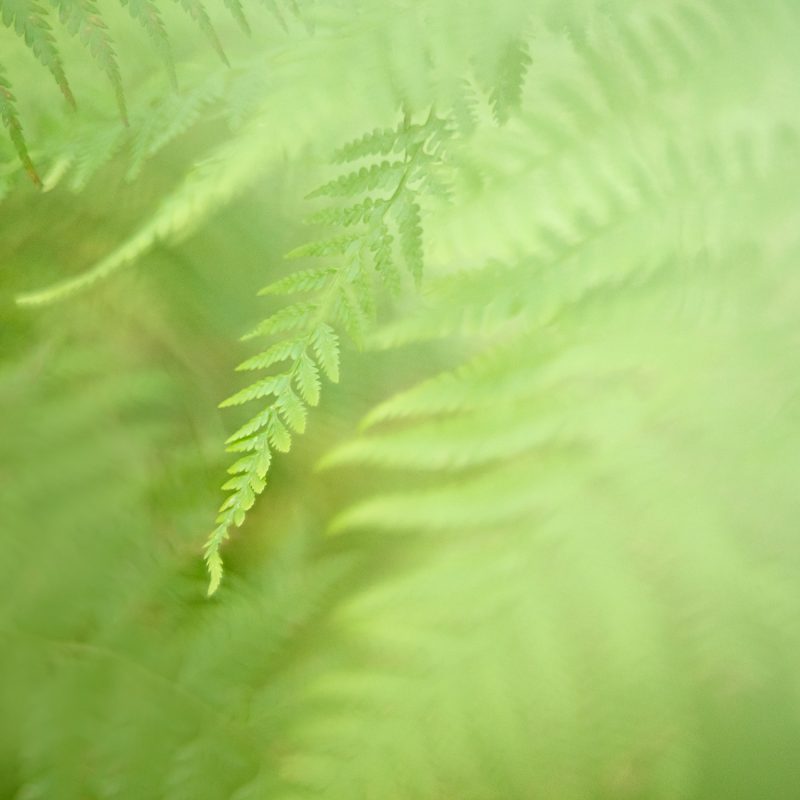 Fern Frond – Ltd Ed Print