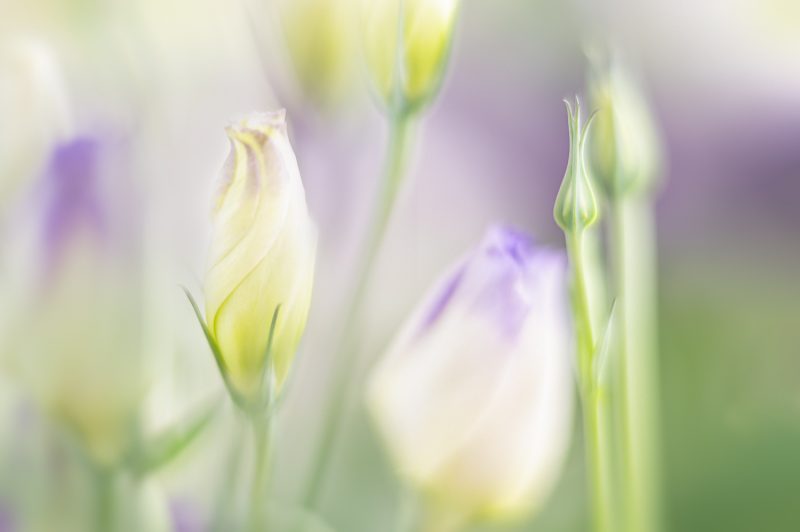 Lisianthus Buds – Ltd Ed Print