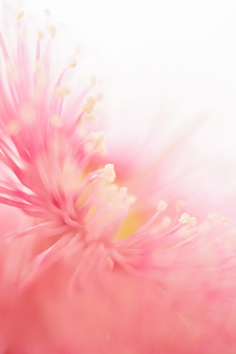 Lost in a Dream – Ltd Ed Print