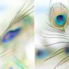 Peacock Feather Diptych Bernadette Meyers Art Lovers Australia