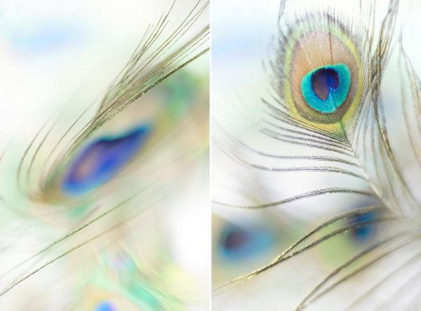 Peacock Feather Diptych Bernadette Meyers Art Lovers Australia