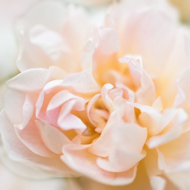 Summer Memories — Ltd Ed Print