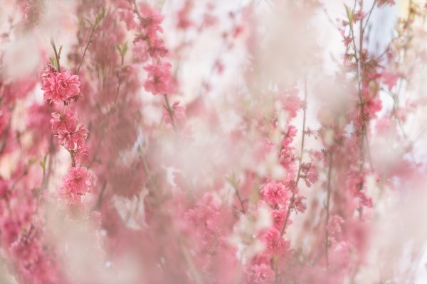 Veils Of Blossoms 1