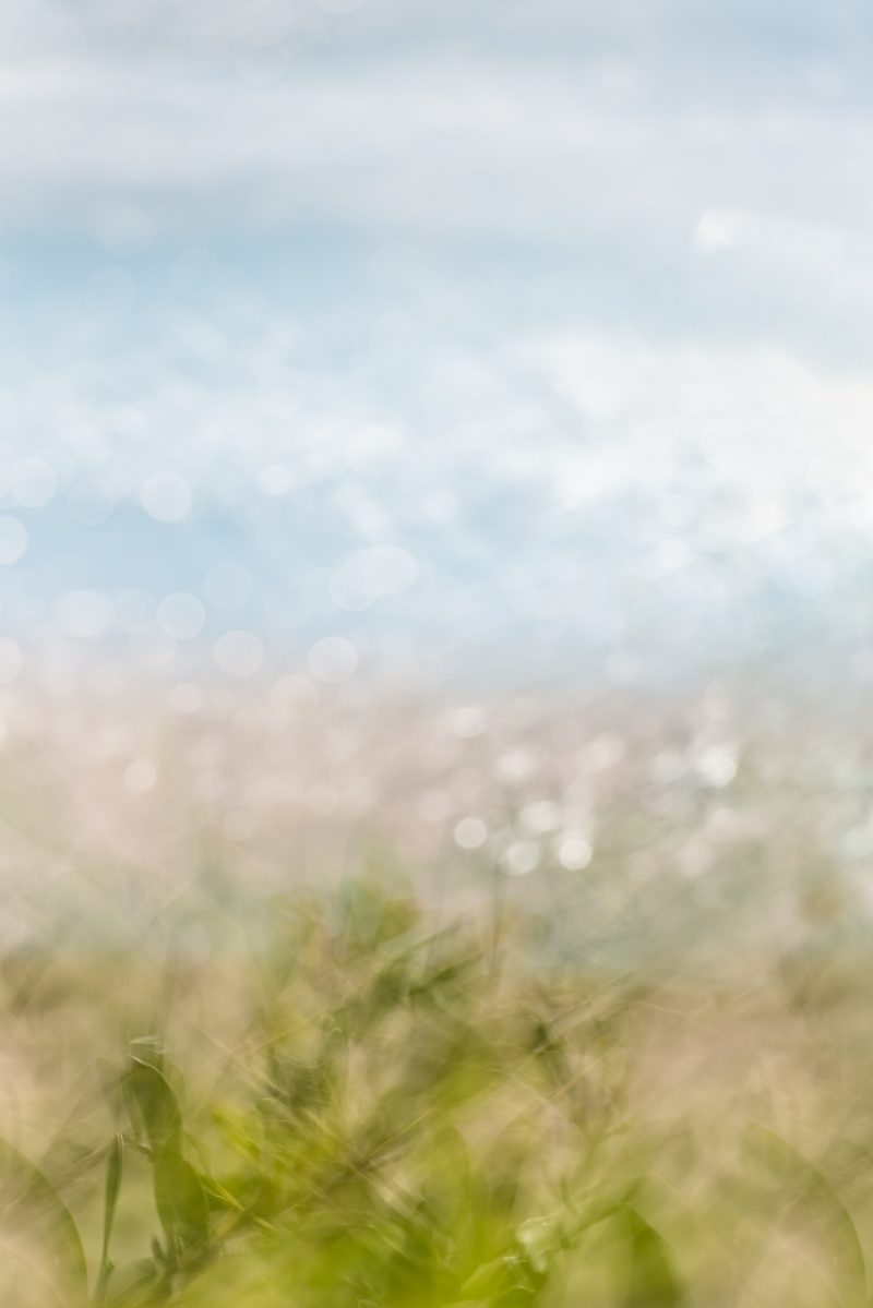 Whispers of Summer — Ltd Ed Print