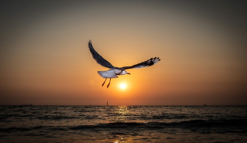 Seagull and the sun