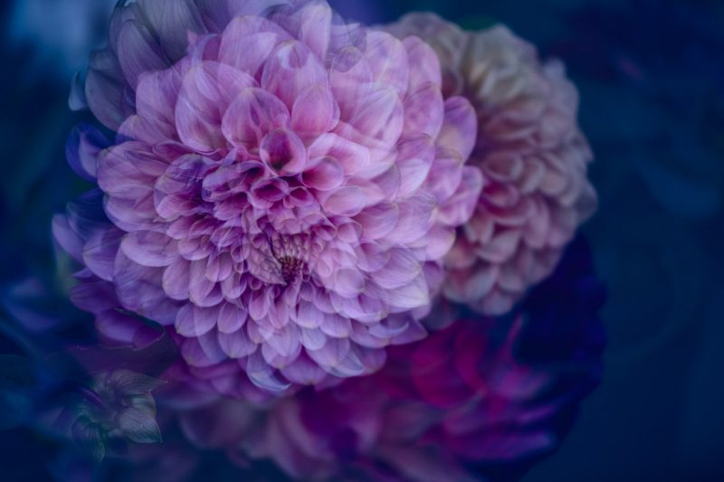 My true love – Garden of Love series – Ltd Ed Print