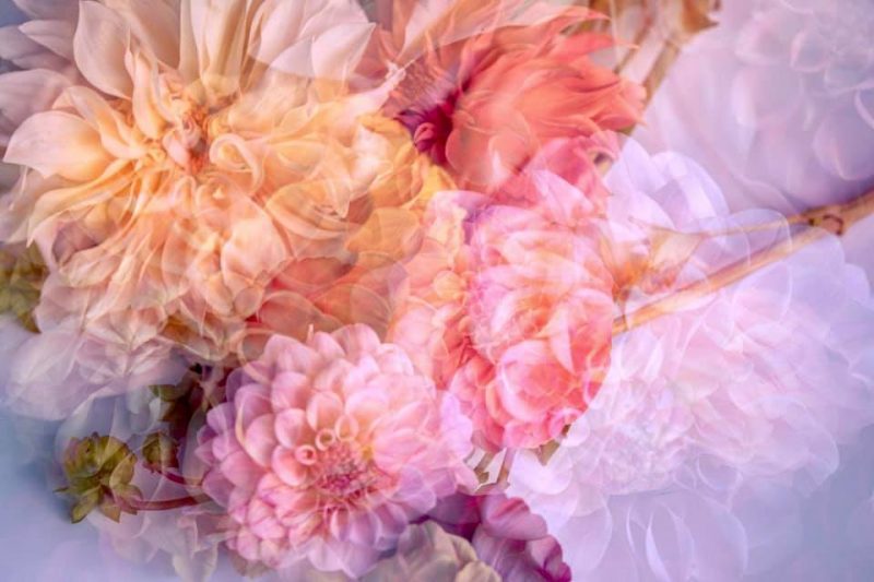 Romancing the Dahlia – Garden of Love series – Ltd Ed Print