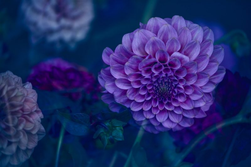 One Love – Garden of Love series – Ltd Ed Print