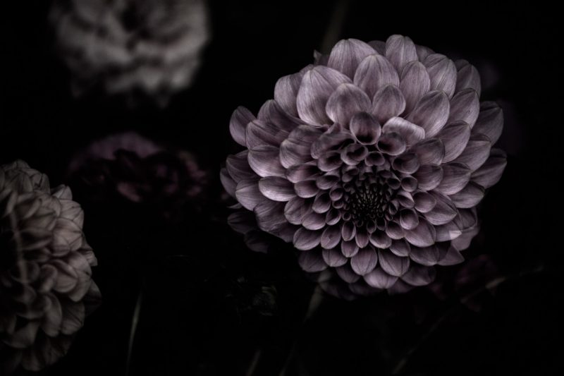 Faded Memories – Garden of Love series – Ltd Ed Print