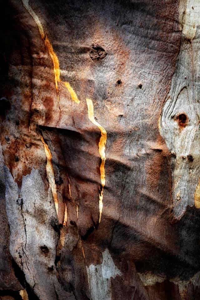 Gold Stain - Personality of a tree - Ltd Ed Print - 42 x 59.4cm