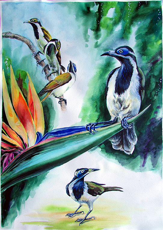 Blue-faced Honeyeaters