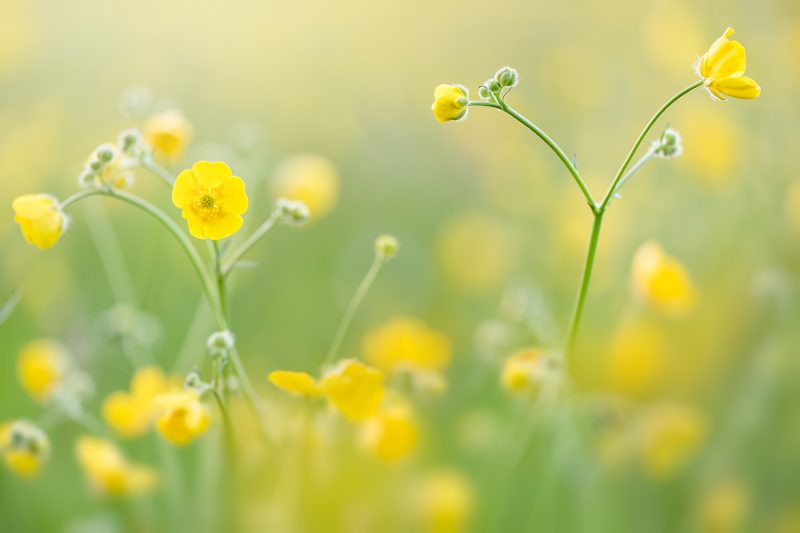 Buttercup Field — Ltd Ed Print