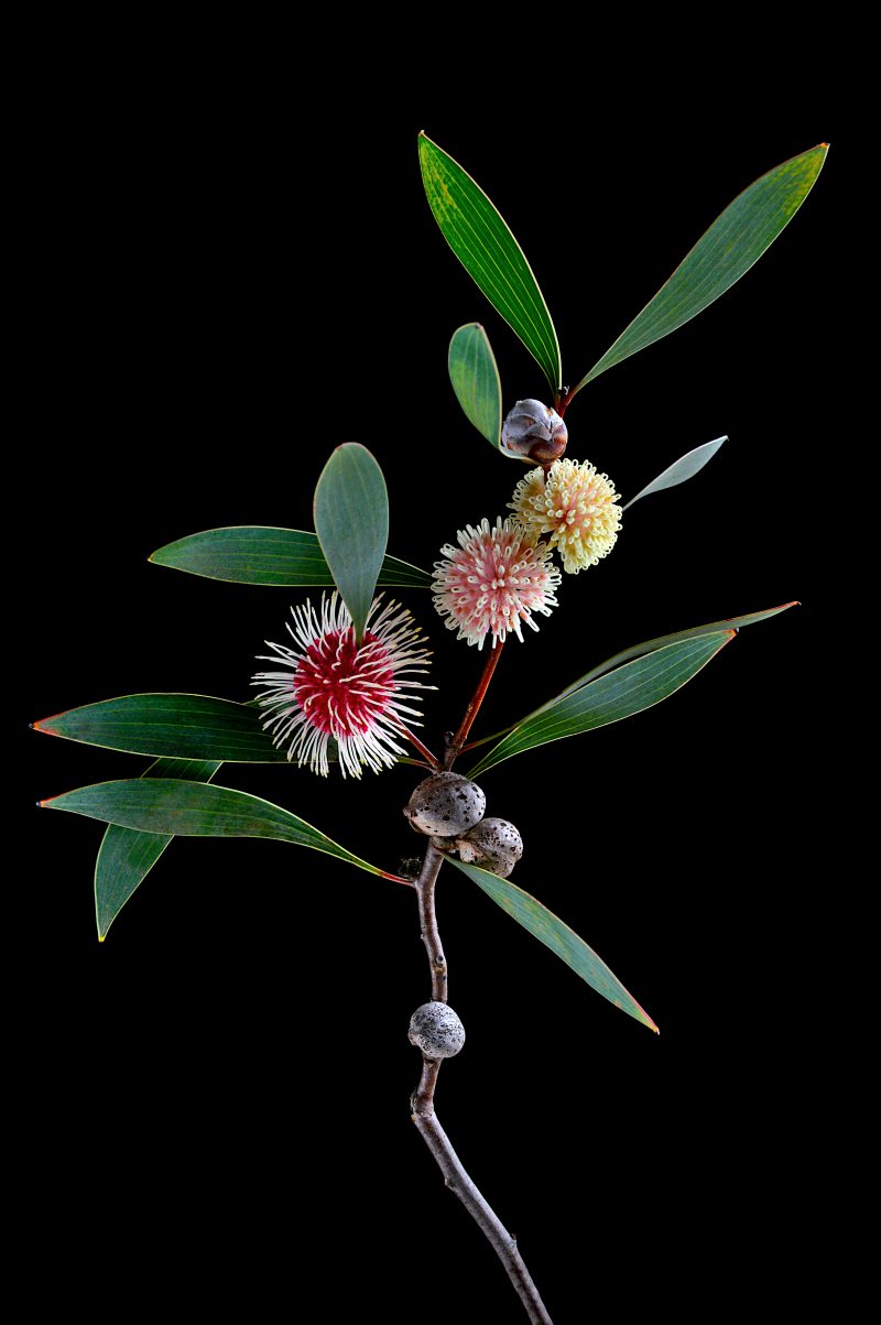 Hakea Laurina