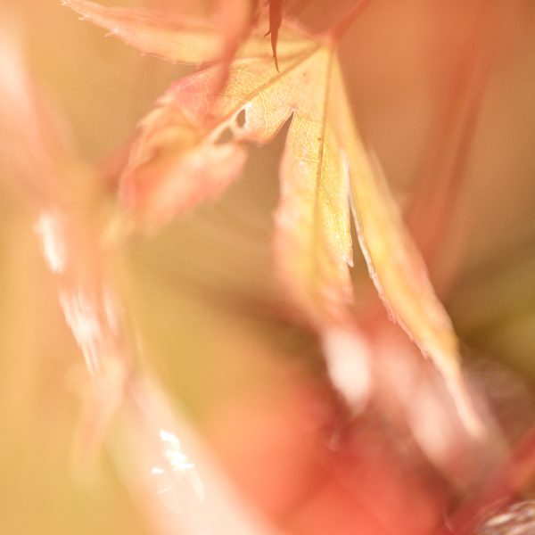 Dreamy Sunlit Autumn Leaf
