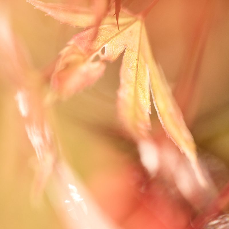 Dreamy Sunlit Autumn Leaf — Ltd Ed Print