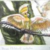 Etching. Major Mitchell Cockatoo Sm