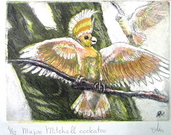 Etching. Major Mitchell Cockatoo Sm