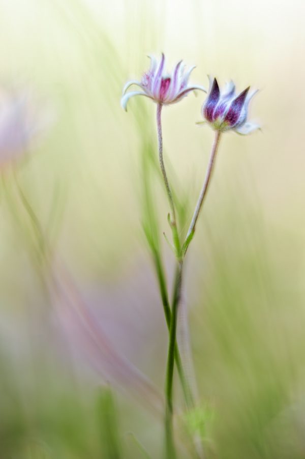 Twin Pink Flannel Flowers