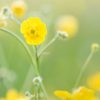 Buttercup Field
