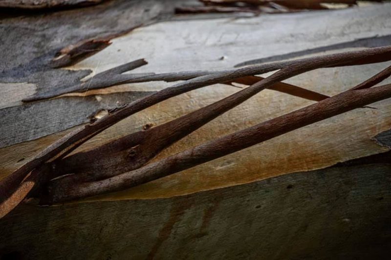 Chocolat – Personality of a tree – Ltd Ed Print