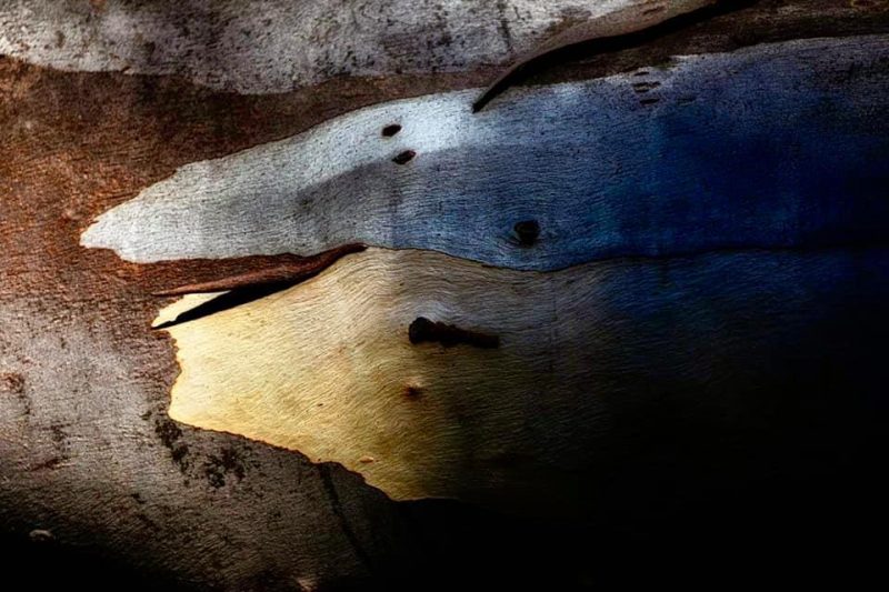 Exposed – Personality of a tree – Ltd Ed Print