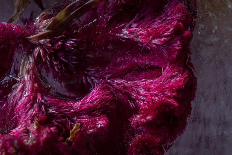 Passion – Below Zero – Ltd Ed Print