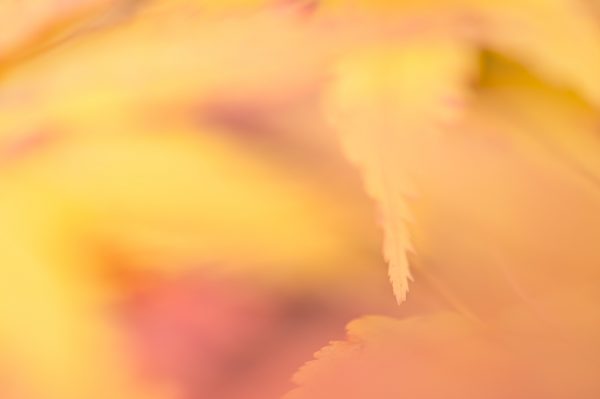 Autumn Feels Like This