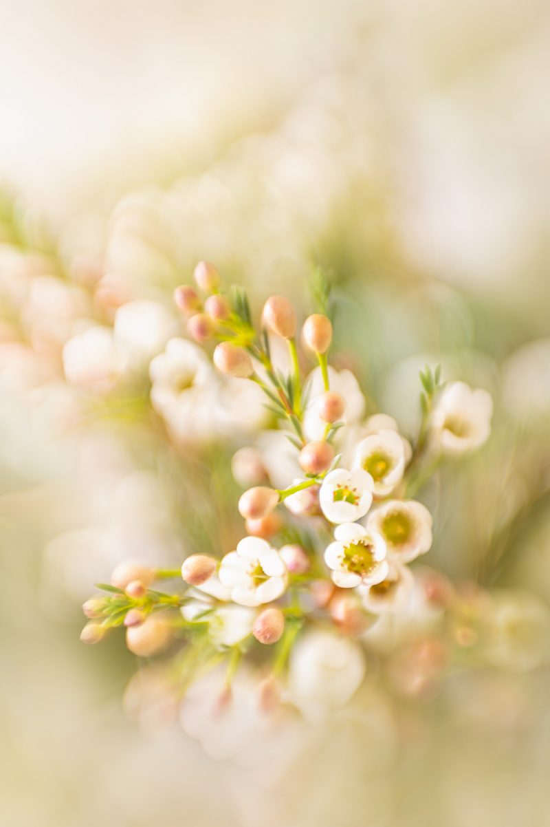 Breath of Winter – Ltd Edition Print