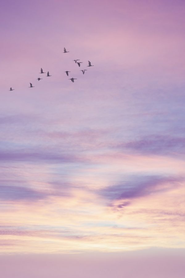 Cormorants At Sunrise
