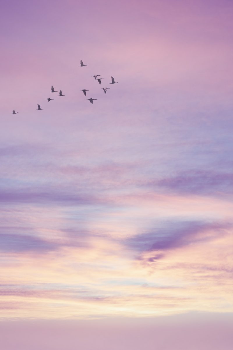 Cormorants at Sunrise – Ltd Ed Print