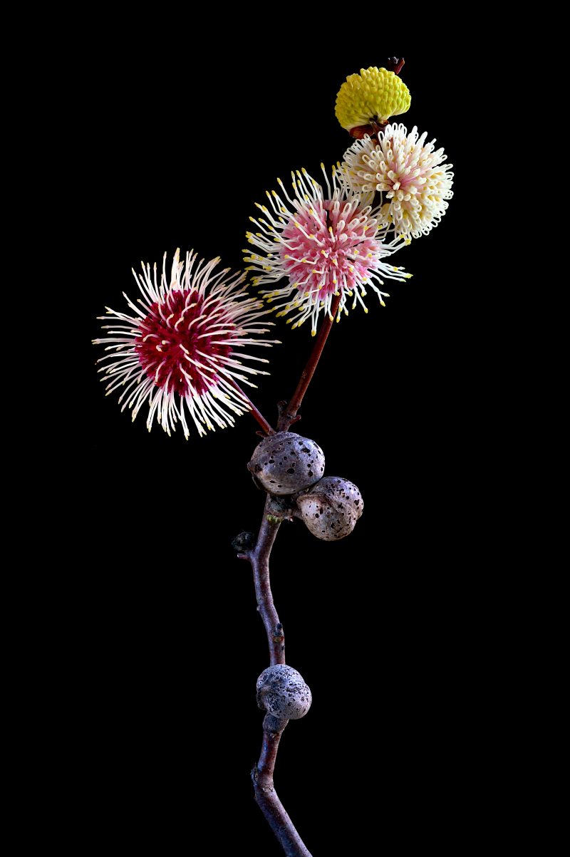 Life Cycle of the Hakea